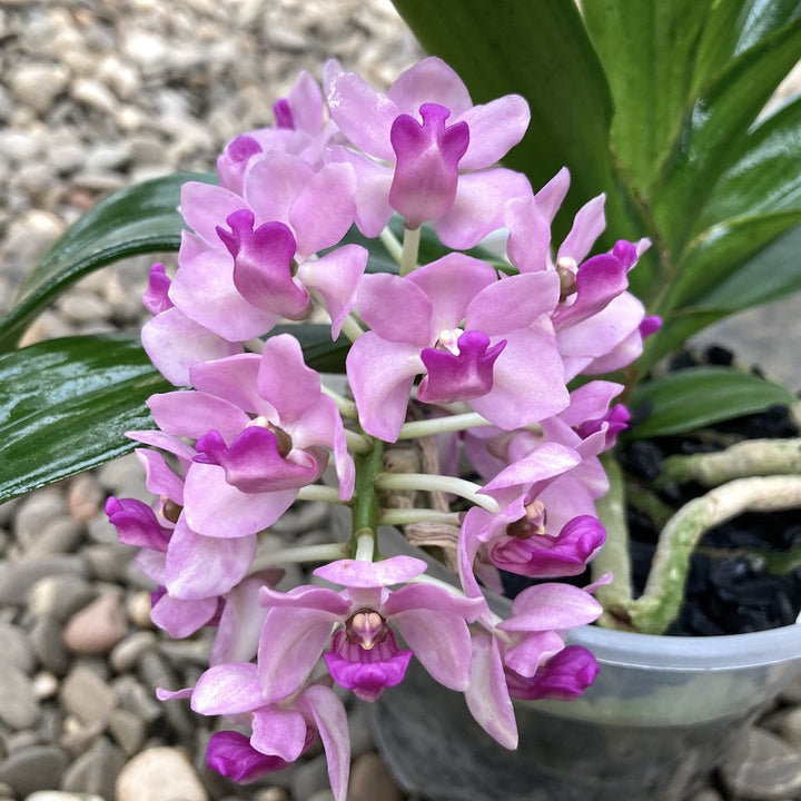 Rhynchostylis Gigantea 'Pink'