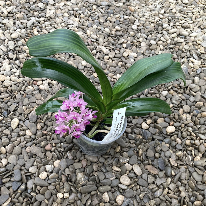 Rhynchostylis Gigantea 'Pink'