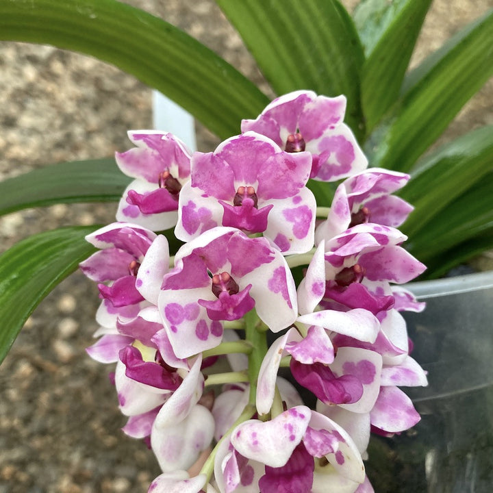 Rhynchostylis Gigantea 'Big Pink'