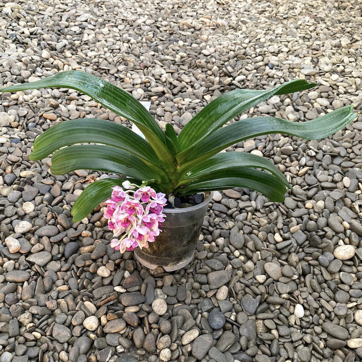 Rhynchostylis Gigantea 'Big Pink'