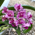 Rhynchostylis Gigantea 'Pink Cartoon'
