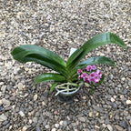 Rhynchostylis Gigantea 'Pink Cartoon'