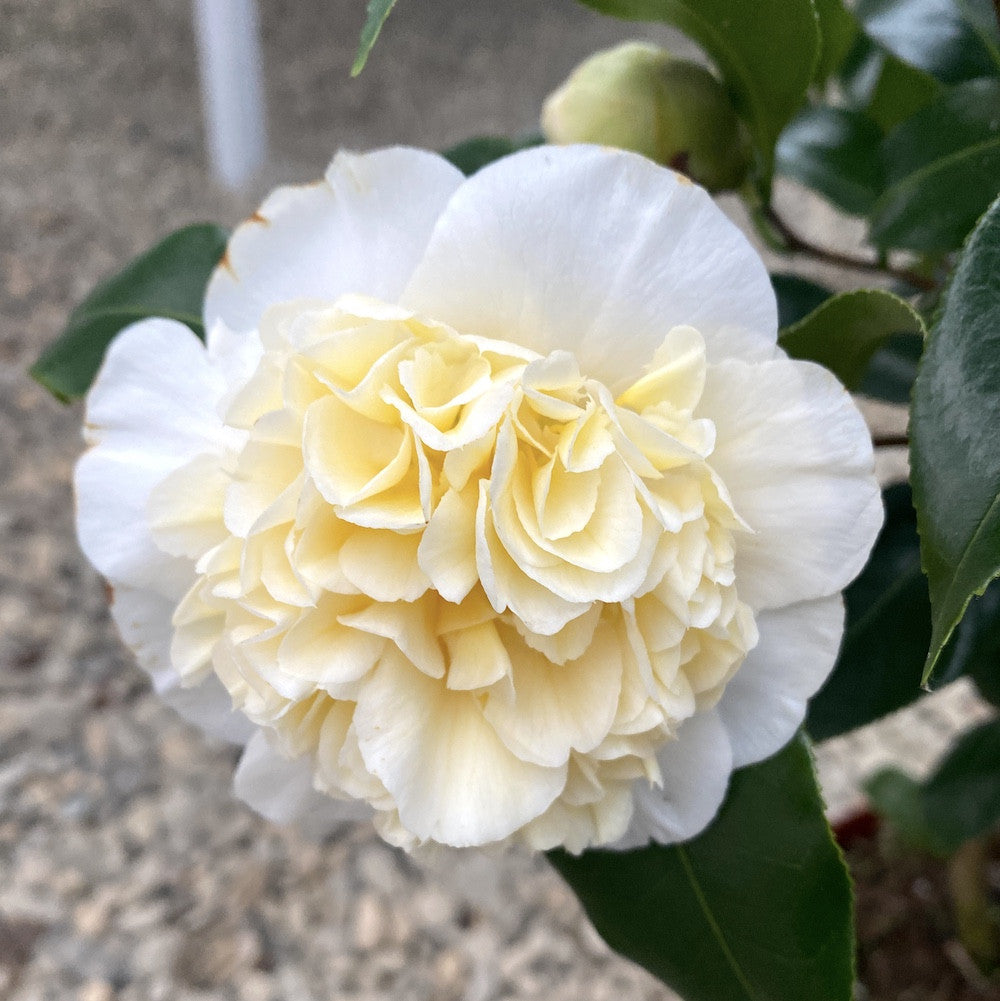 Camellia japonica 'Double White' (Brushfield's Yellow')