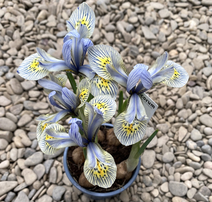 Bulbi de Iris Katharine Hodgkin in ghiveci