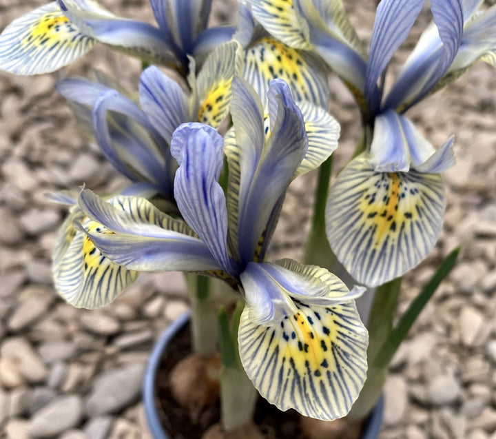 Bulbi de Iris Katharine Hodgkin in ghiveci