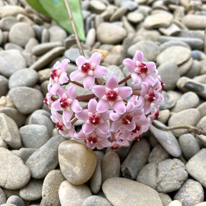 Comanda Hoya Carnosa rubra de vanzare - pret online