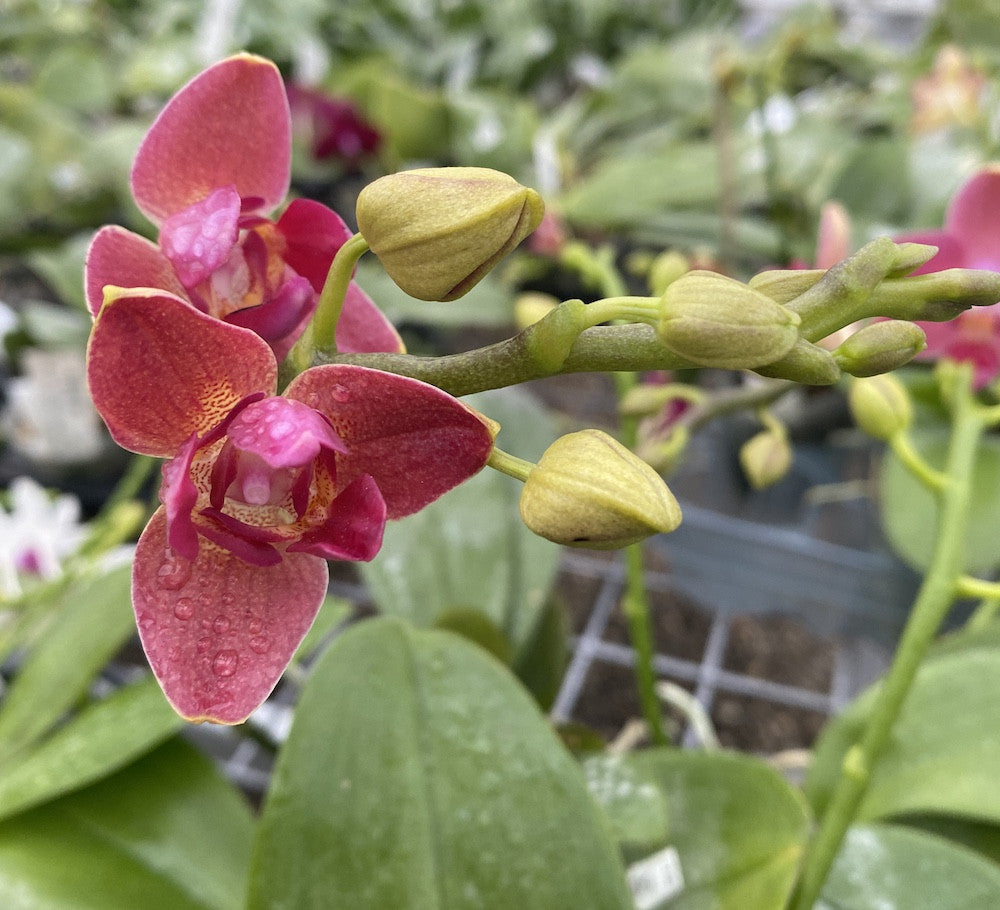 Orhidee Phalaenopsis Tying Shin Smart