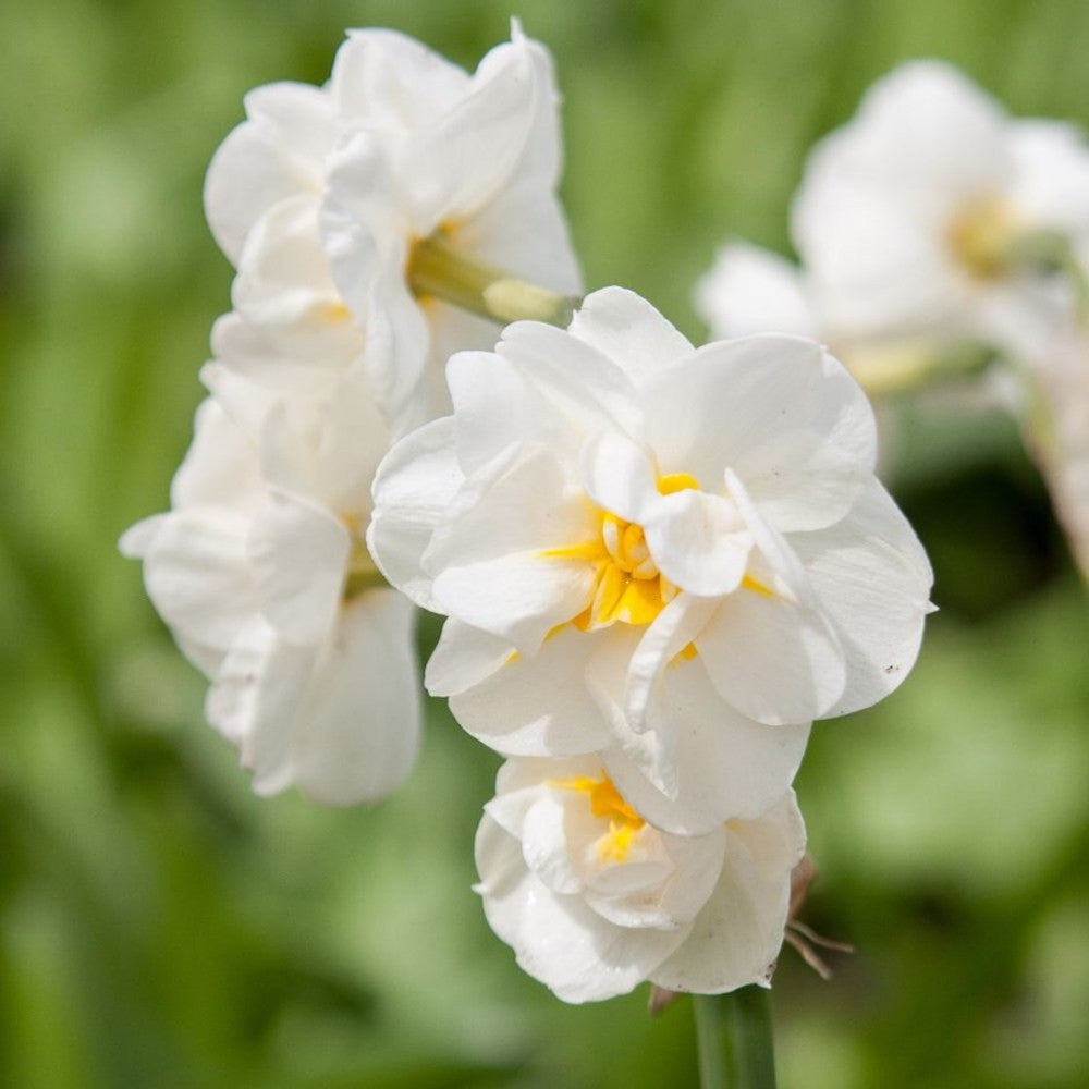 Bulbi narcise olandeze batute - Narcissus Bridal Crown *parfumate