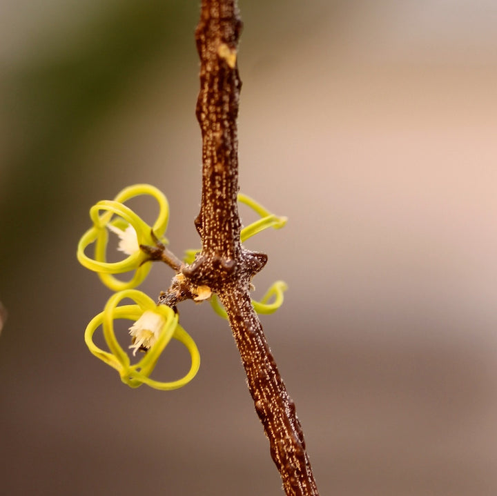 Cynanchum marnierianum