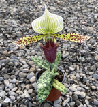 Paphiopedilum callosum x sukhakulii