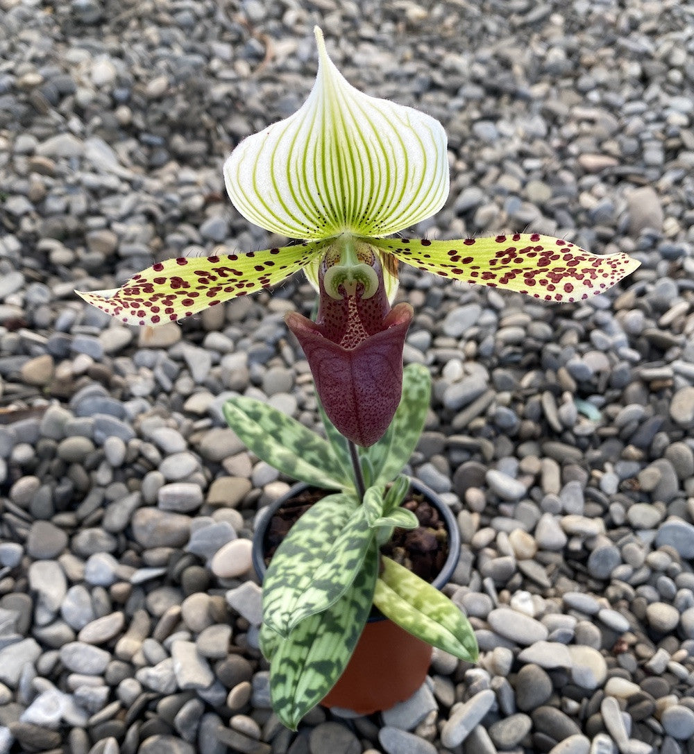 Paphiopedilum callosum x sukhakulii