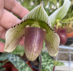 Paphiopedilum callosum x sukhakulii