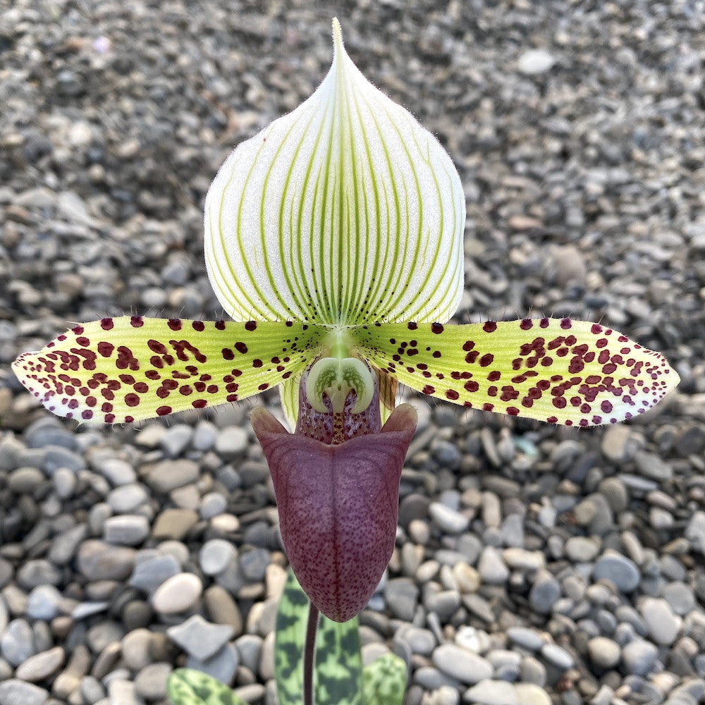 Paphiopedilum callosum x sukhakulii