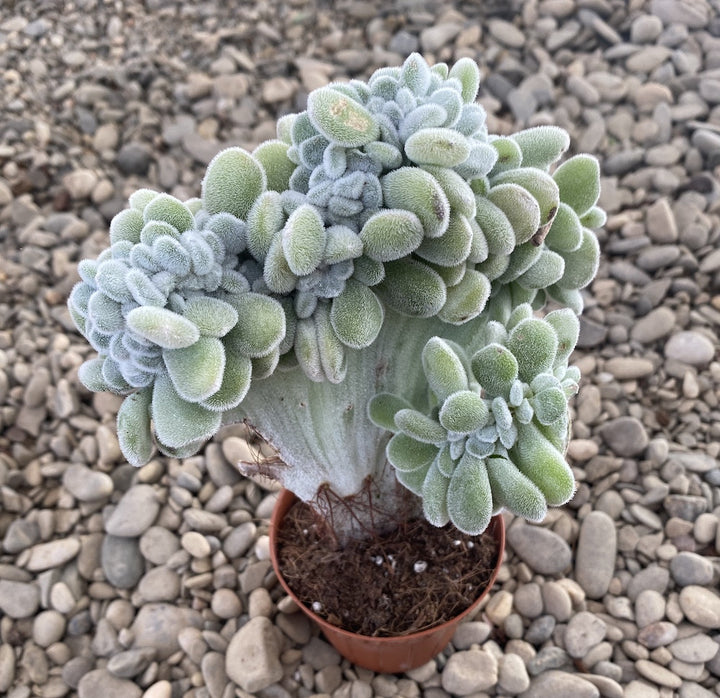 Echeveria frosty cristata