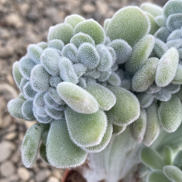 Echeveria frosty cristata