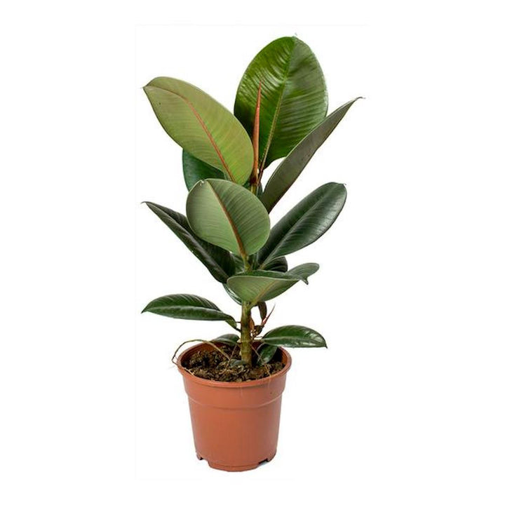 Ficus Robusta