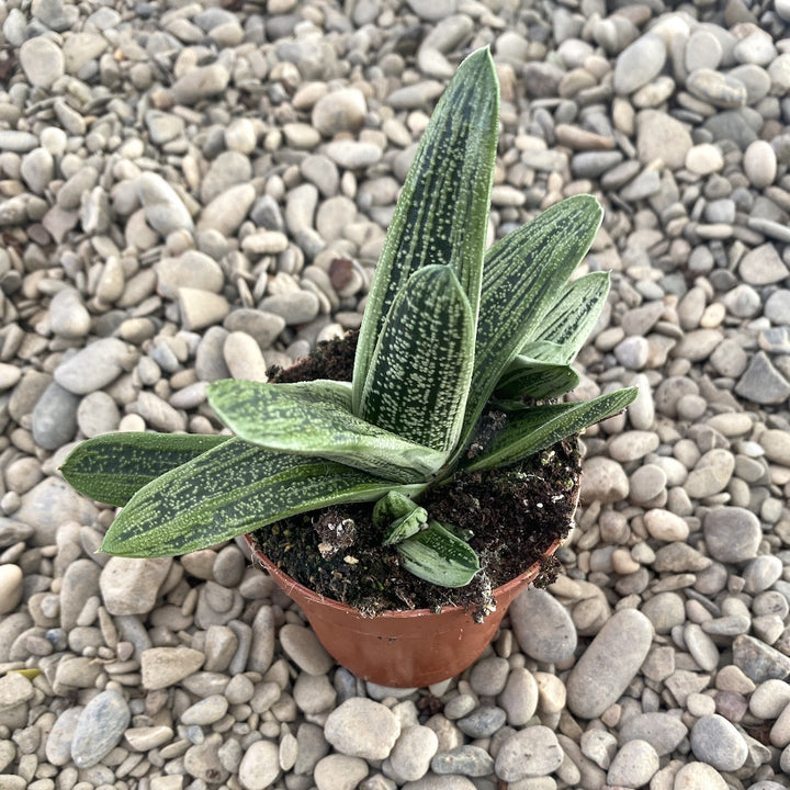 Gasteria Little Warty - planta suculenta spectaculoasa, acum la pret special!