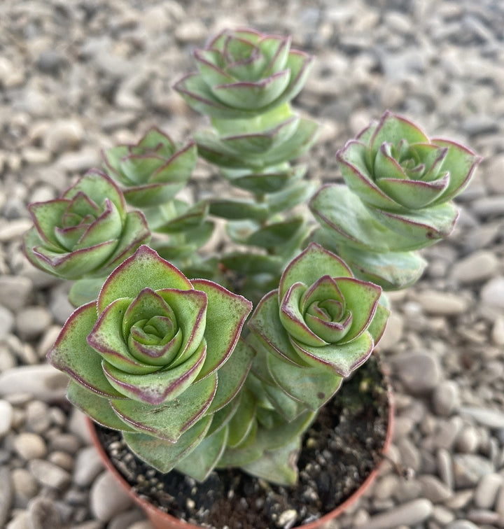 Crassula perforata azul