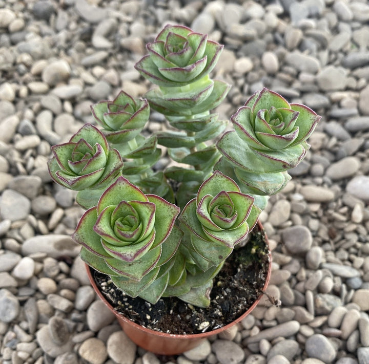 Crassula perforata azul