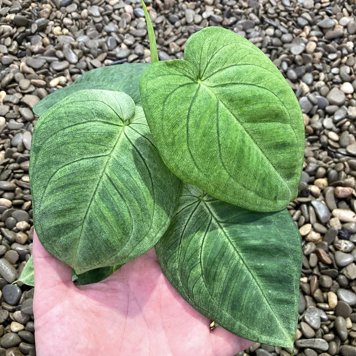 Syngonium macrophyllum 'Ice Frost' (Frosted Heart)