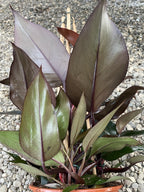 philodendron erubescens royal queen Philodendron erubescens 'Royal Queen' – Secret Garden Plant Shop