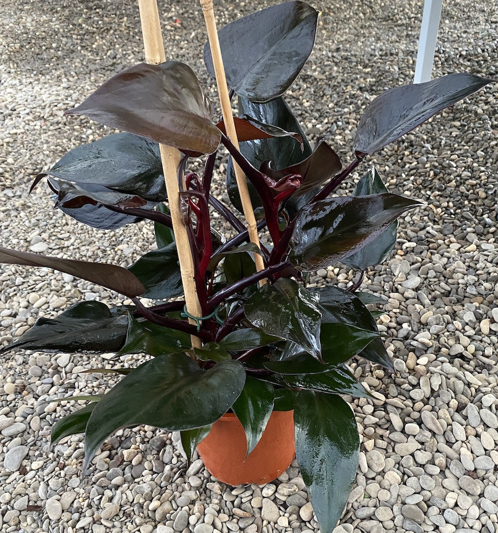 philodendron queen royal Philodendron erubescens 'Royal Queen' – Secret Garden Plant Shop