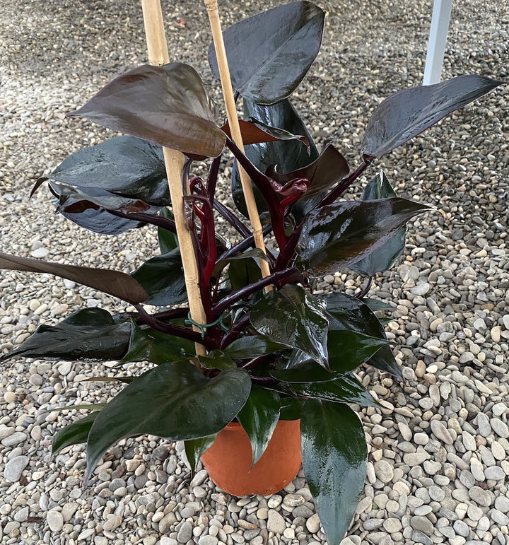 Philodendron erubescens 'Royal Queen'