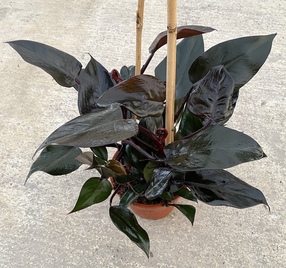 Philodendron erubescens 'Royal Queen'