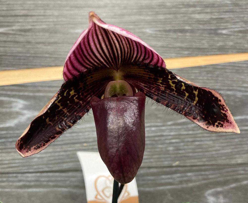 Paphiopedilum callosum x sukhakulii