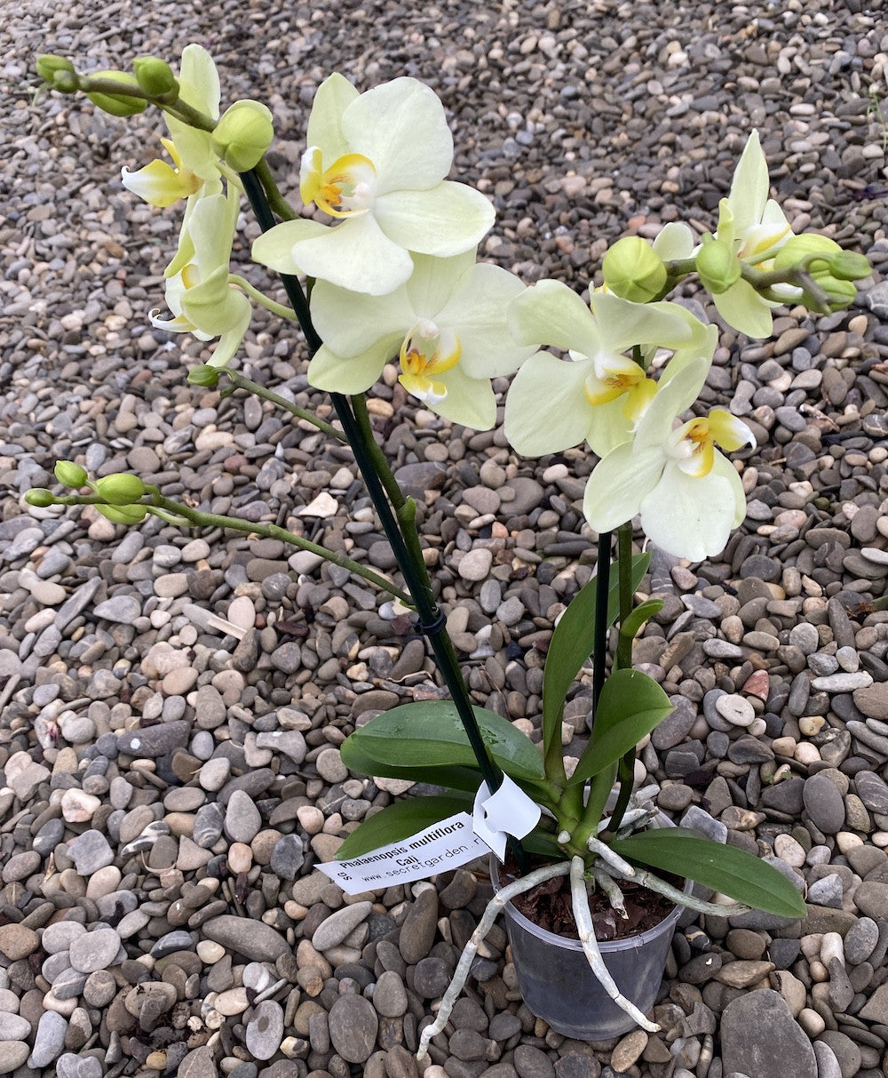 Cumpara orhidee Phalaenopsis multiflora cu flori verzi, cel mai bun pret online!