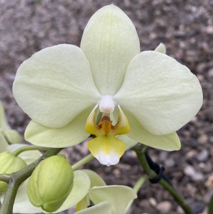 Cumpara orhidee Phalaenopsis multiflora cu flori verzi, cel mai bun pret online!