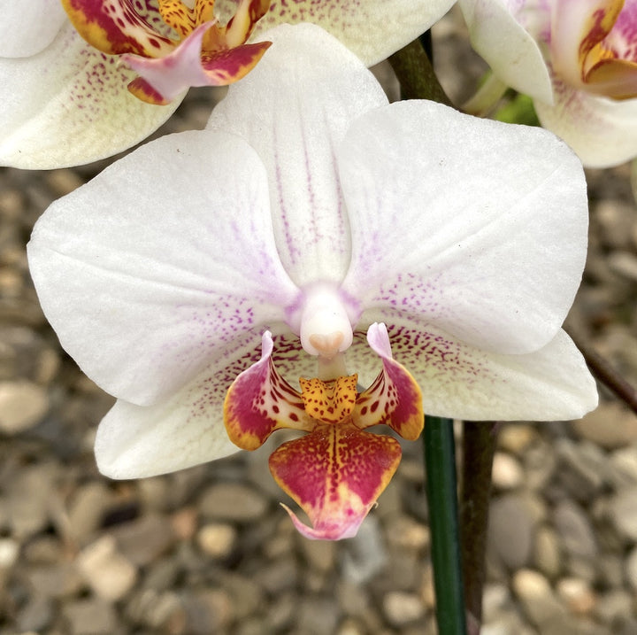 Orhidee Orhidee Phalaenopsis Exquisite Forest