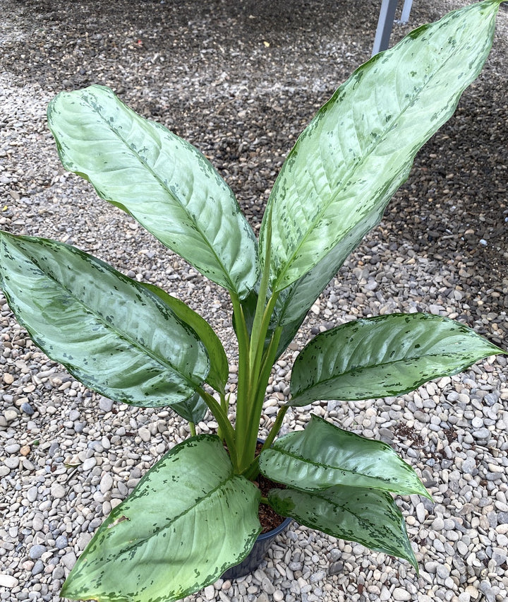 Aglaonema B.J. Freedman