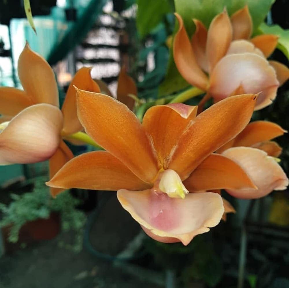 Orhidee Monnierara Jumbo Delight Orange