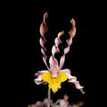 Dendrobium Burana Twist 'Hs'