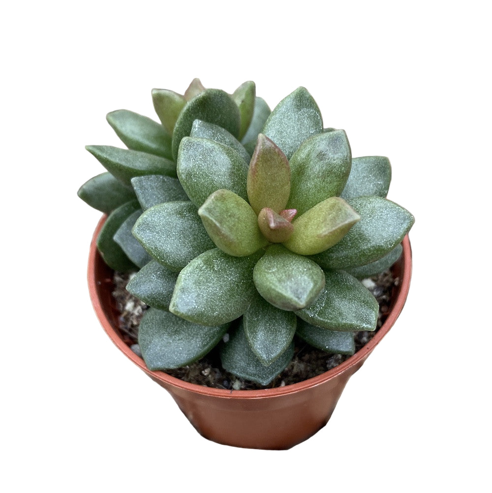 Adromischus festivus