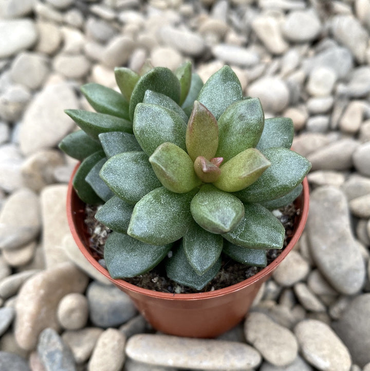 Adromischus festivus