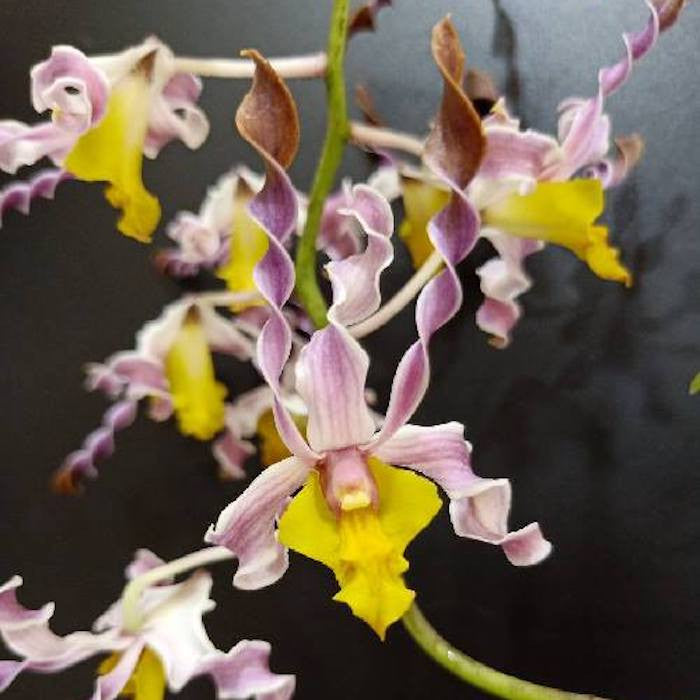 Dendrobium Burana Twist 'Hs'