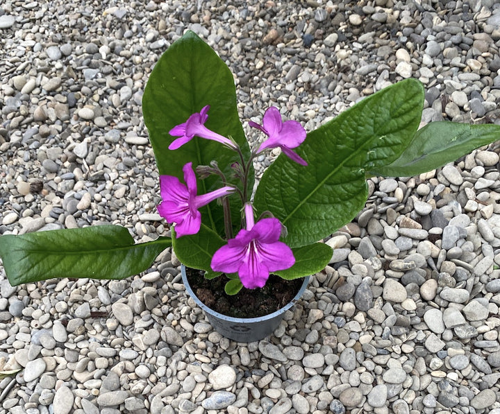 Streptocarpus roz intens