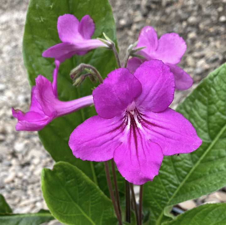 Streptocarpus roz intens