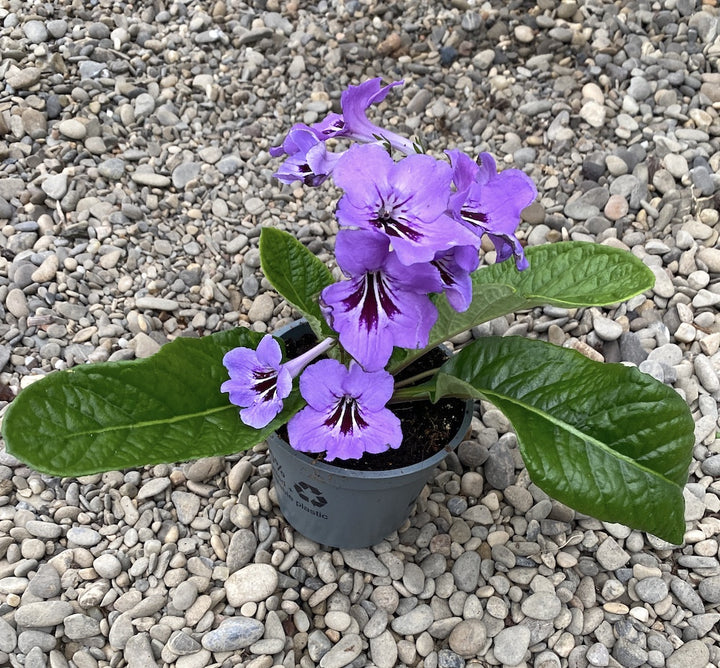 Streptocarpus albastru