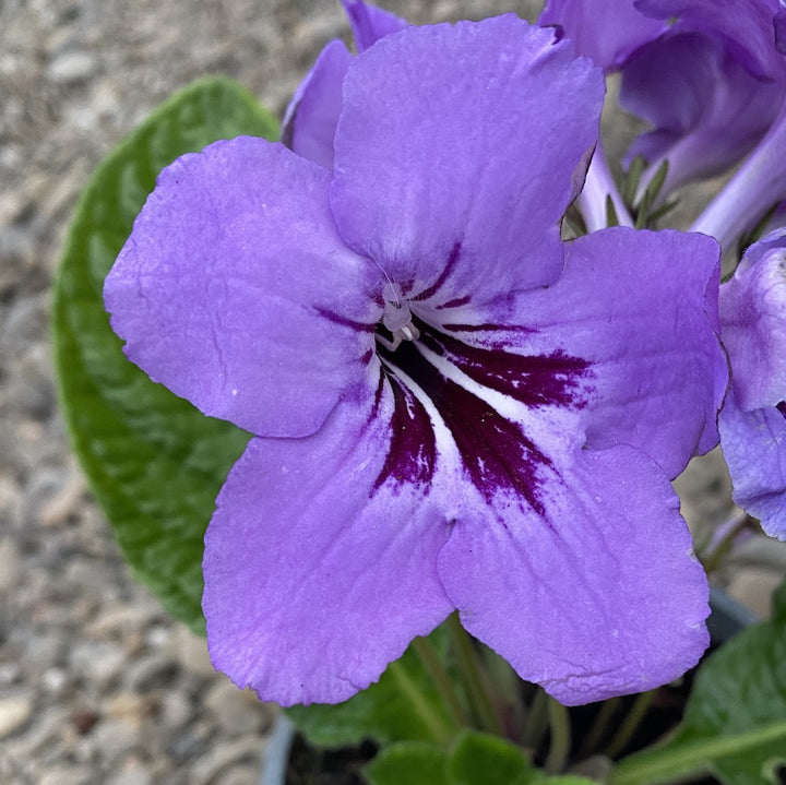 Streptocarpus albastru