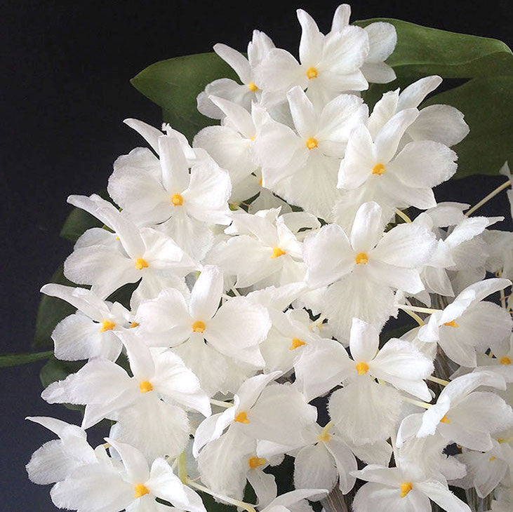 Dendrobium farmeri fma. petaloid album 'Hsinying' SM/TOGA