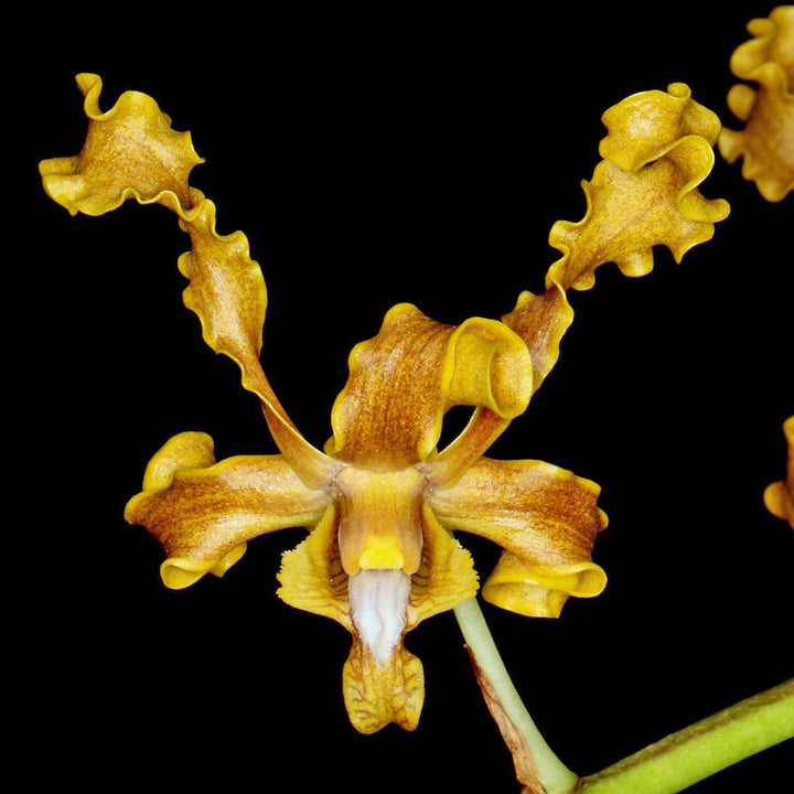 Dendrobium discolor