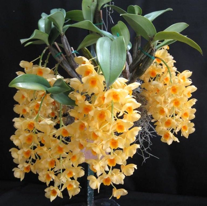 Dendrobium griffithianum