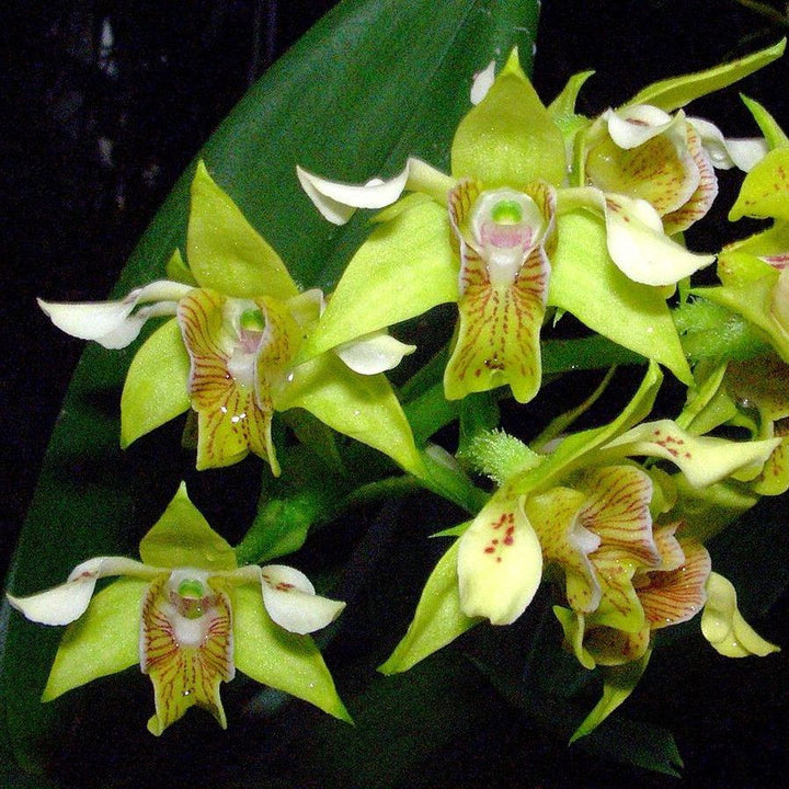 Dendrobium macrophyllum