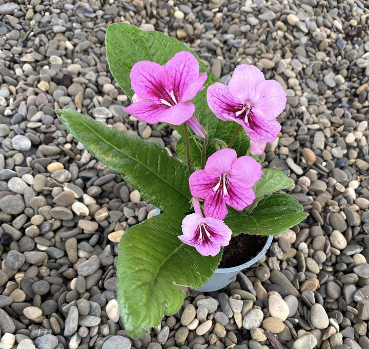 Streptocarpus roz