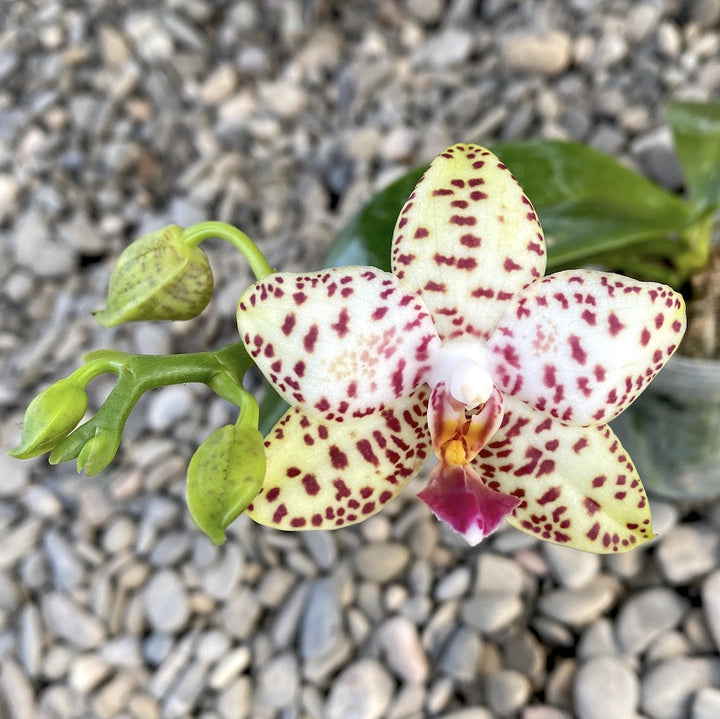 Phalaenopsis Brother Prince 'Hai Tony'