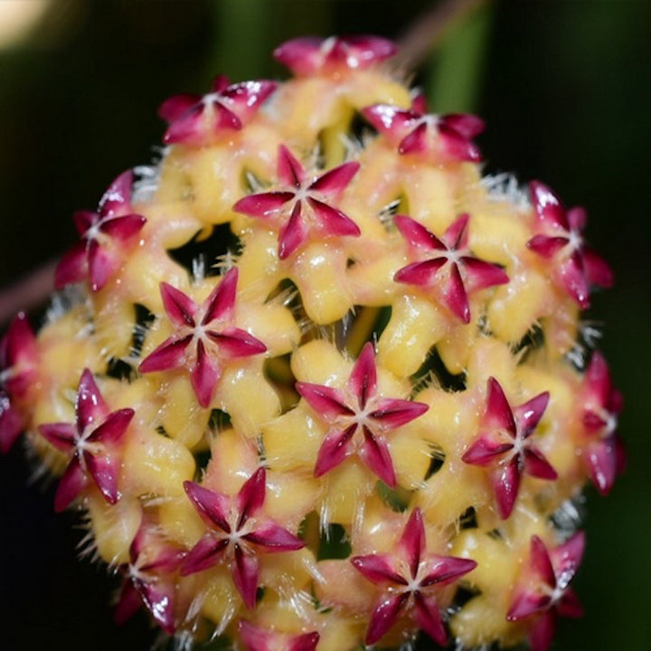 Hoya mindorensis 'Red Star'