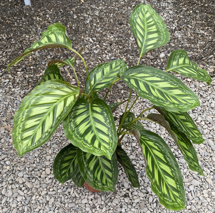 Calathea Flamestar XL - Planta paun